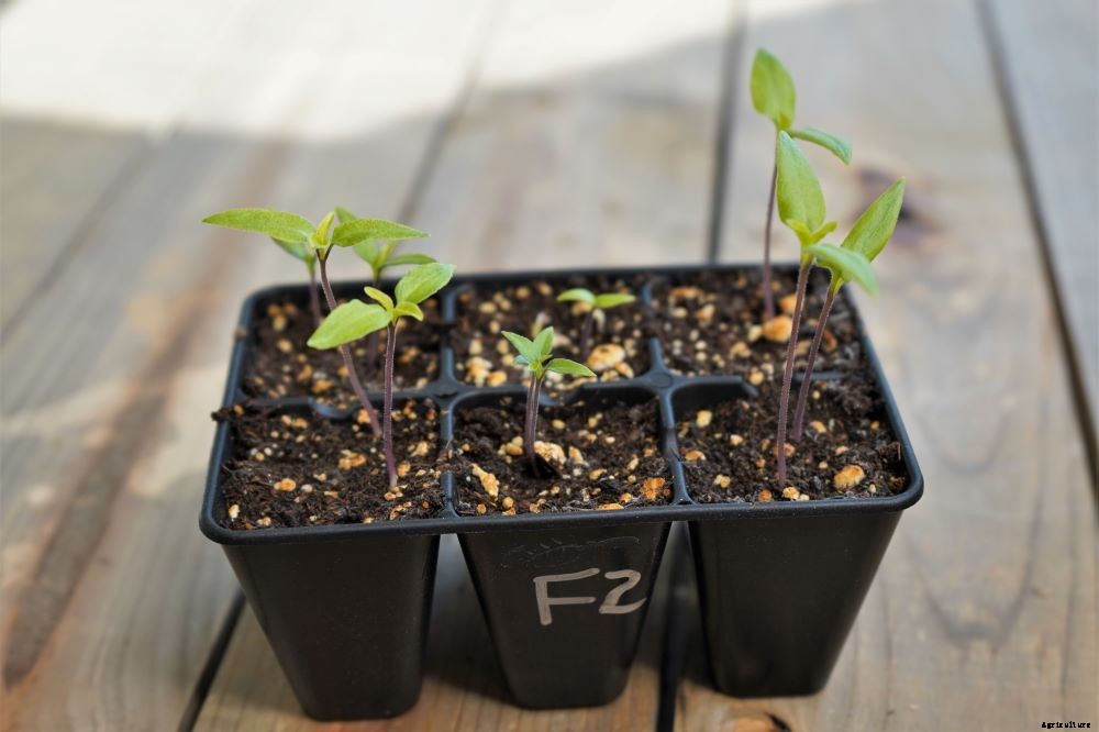 Growing Peppers Indoors – Year Round Pepper Harvests