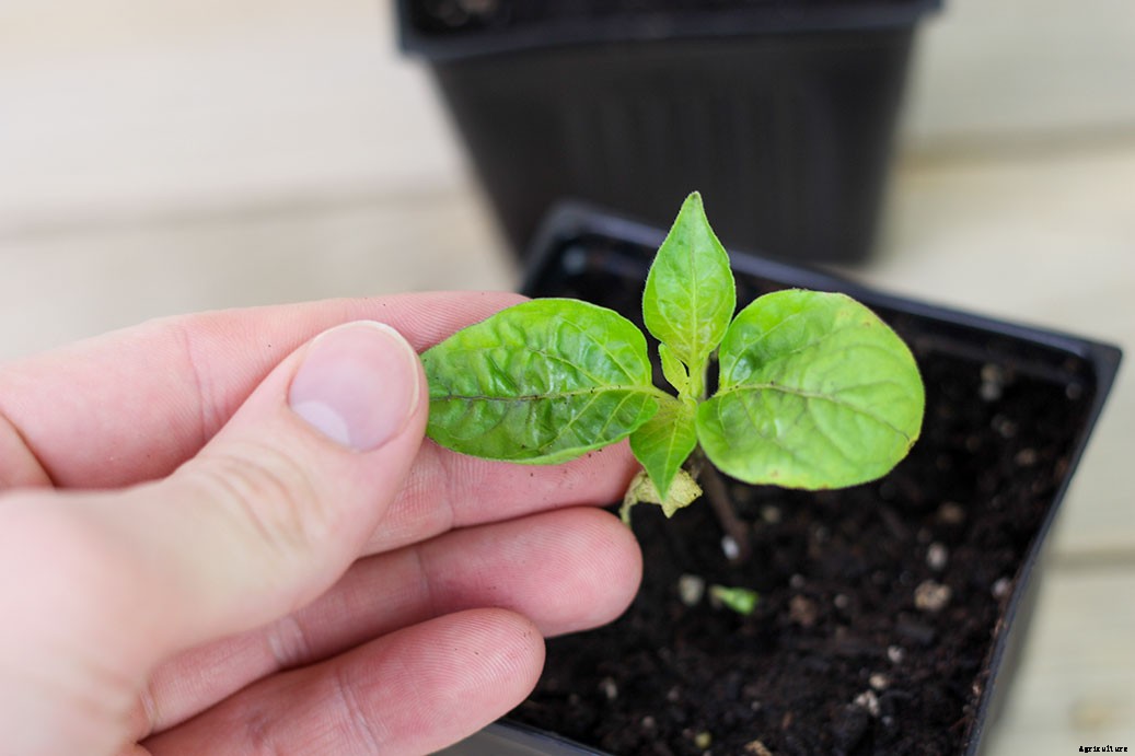 Pepper Plant Leaves Curling – Why And How To Treat