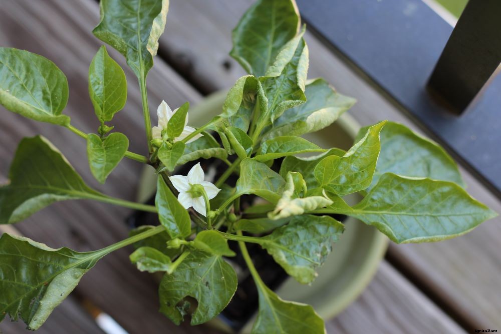 Pepper Plant Leaves Curling – Why And How To Treat