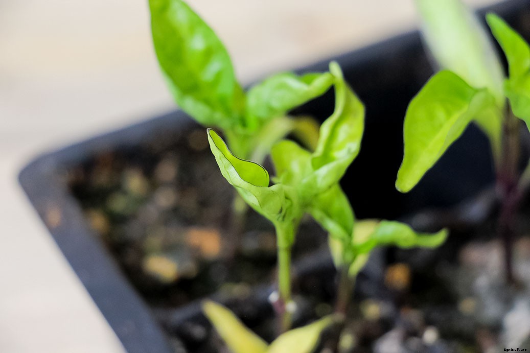 Pepper Plant Leaves Curling – Why And How To Treat