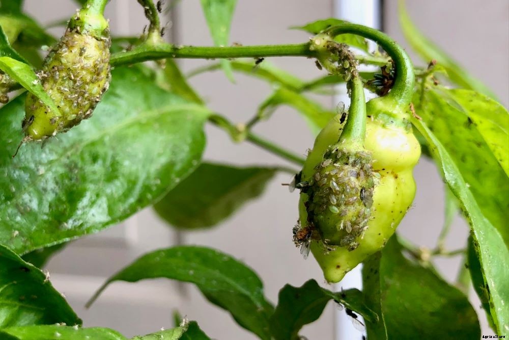 Pepper Plant Leaves Curling – Why And How To Treat