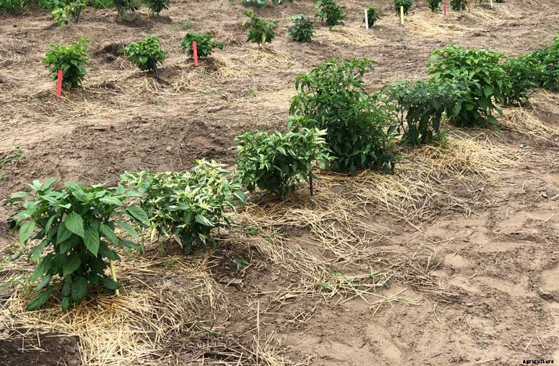 How to Keep Weeds Out of the Garden