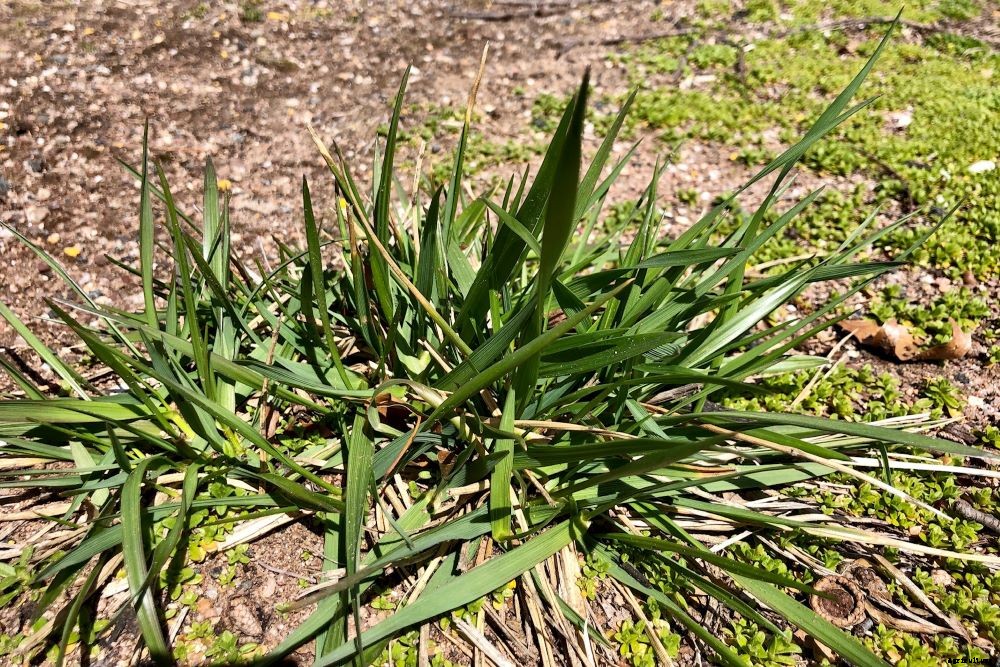 How to Keep Weeds Out of the Garden