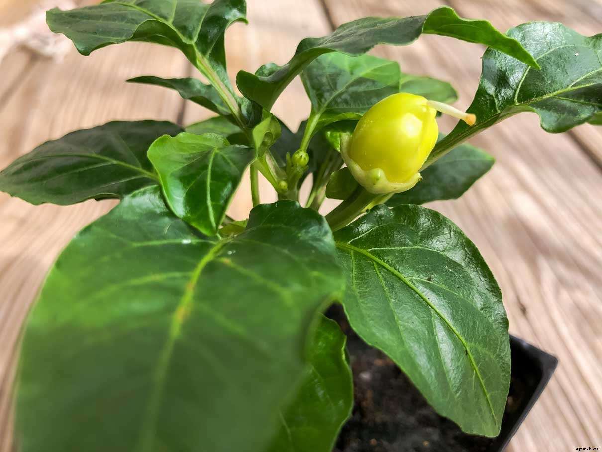 Should You Pinch Off Pepper Plant Flowers?