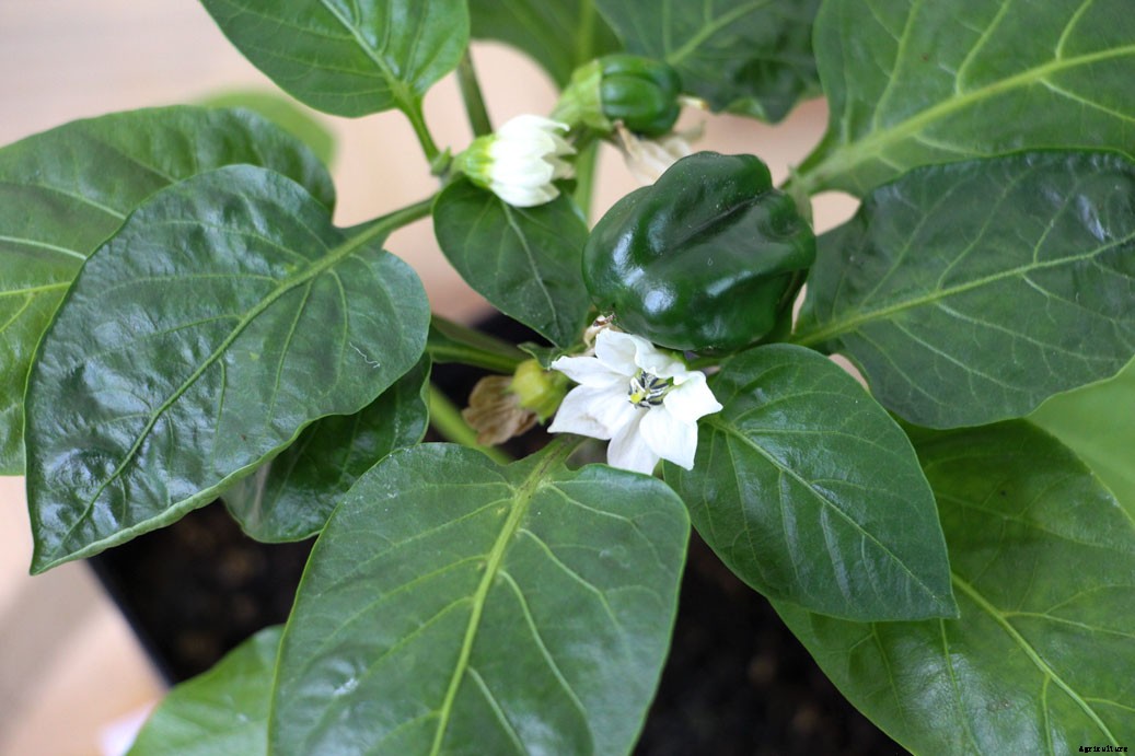 Should You Pinch Off Pepper Plant Flowers?