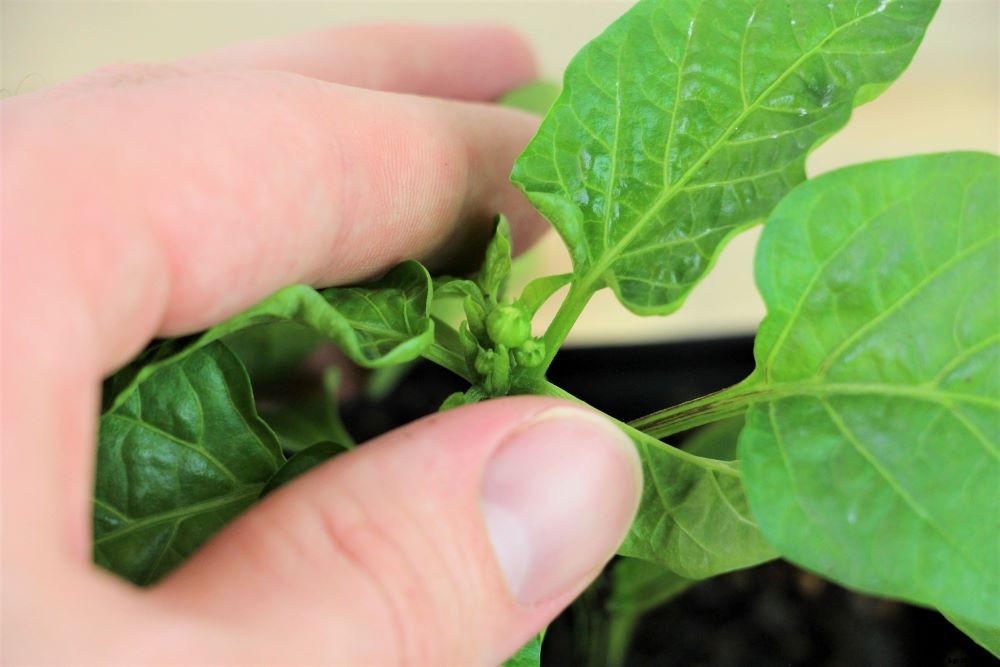 Should You Pinch Off Pepper Plant Flowers?