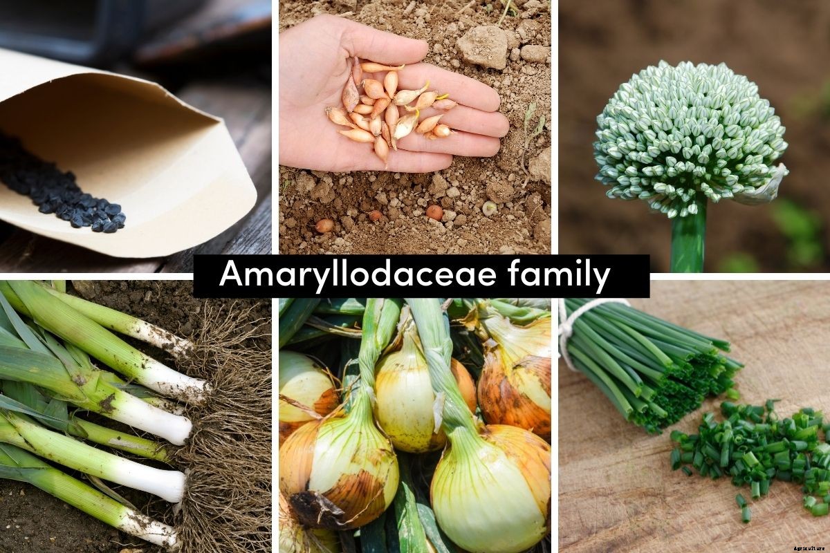 A Beginners Guide to Vegetable Plant Families