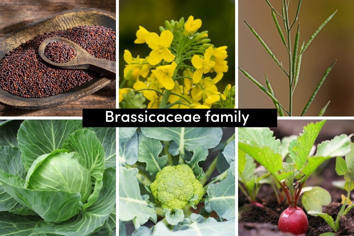 A Beginners Guide to Vegetable Plant Families