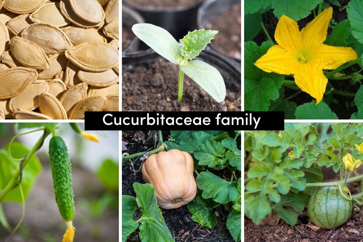 A Beginners Guide to Vegetable Plant Families