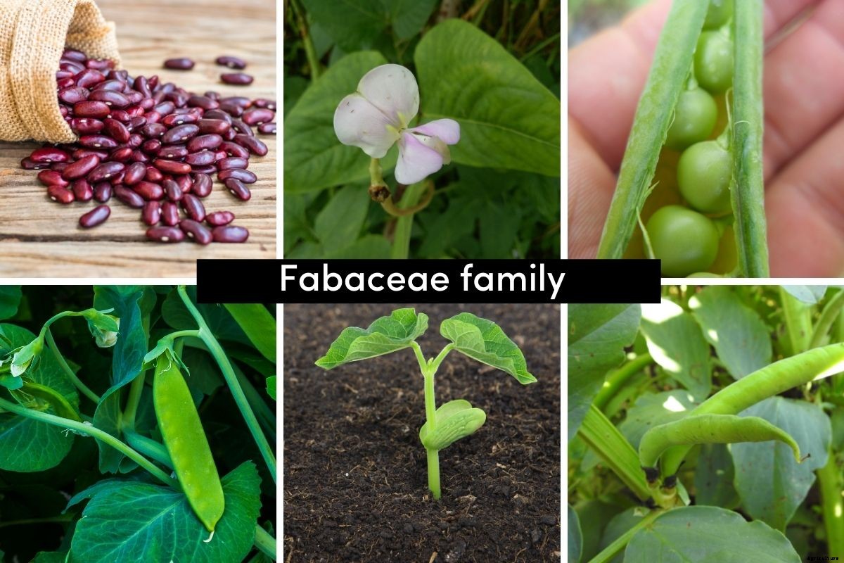 A Beginners Guide to Vegetable Plant Families