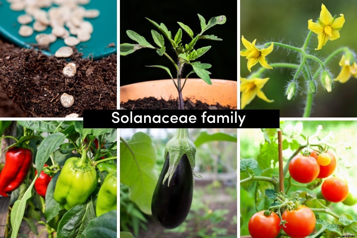A Beginners Guide to Vegetable Plant Families