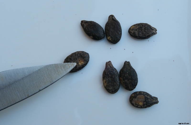 5 Essential Tips for Growing Native Plants from Seed