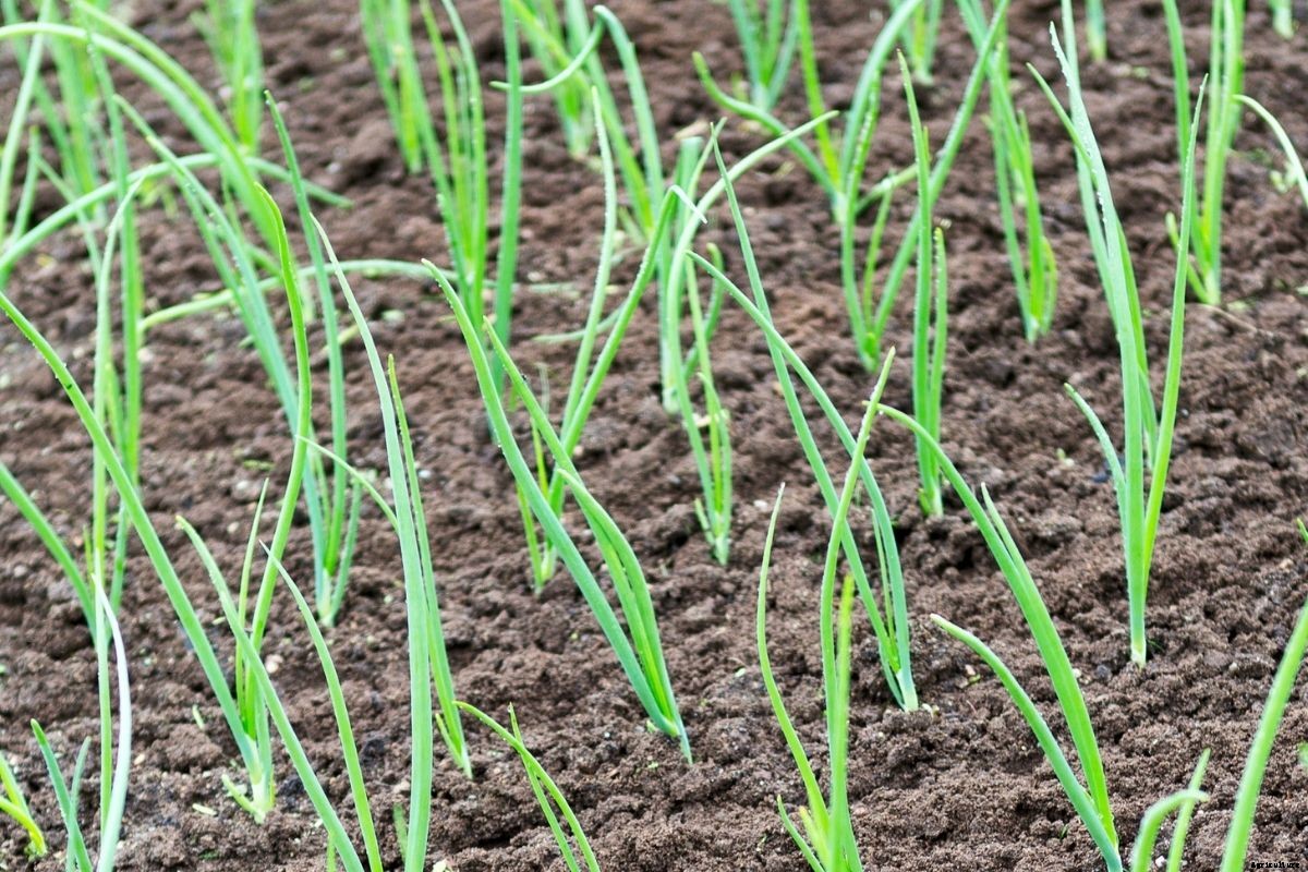 How to Grow Bunching Onions from Seed