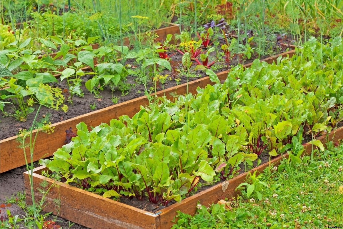 Garden Tips - November 2021