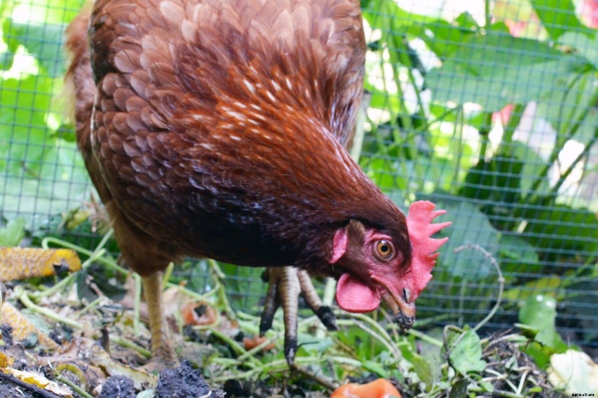 The Best Herbs and Medicinal Plants to Grow for Your Chickens
