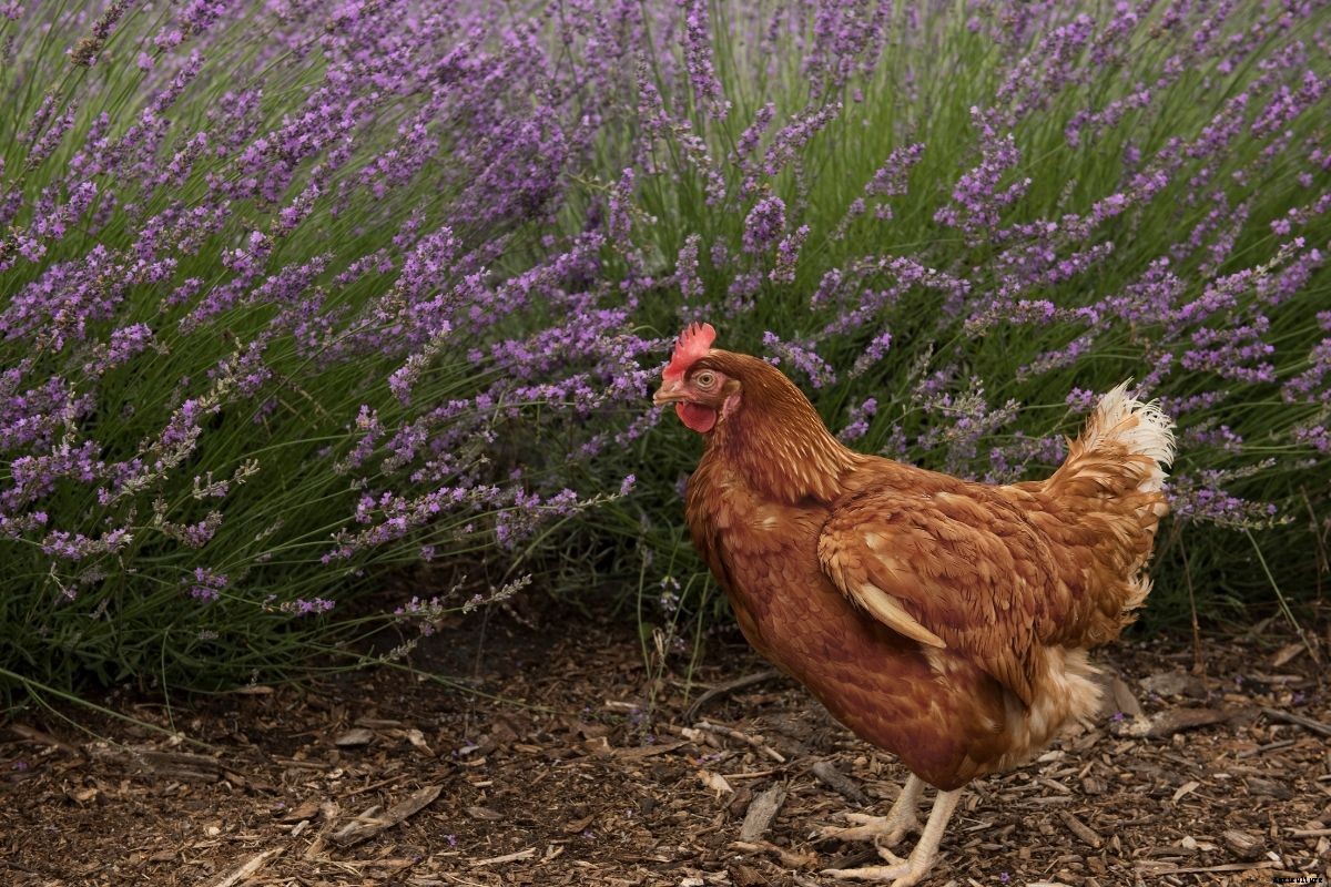 The Best Herbs and Medicinal Plants to Grow for Your Chickens