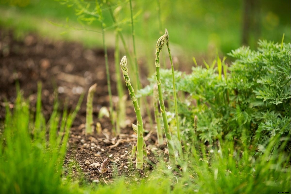 Which Perennial Vegetables Should You Grow?