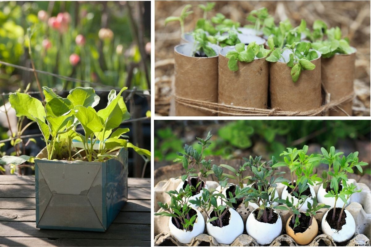 A Beginners Guide to Choosing Pots, Punnets or Trays for Raising Seedlings