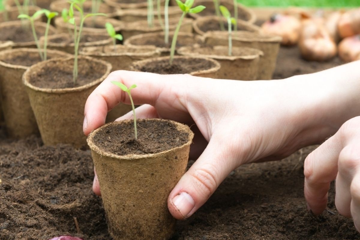A Beginners Guide to Choosing Pots, Punnets or Trays for Raising Seedlings
