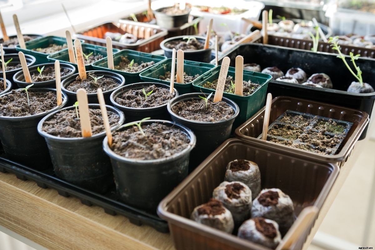 A Beginners Guide to Choosing Pots, Punnets or Trays for Raising Seedlings