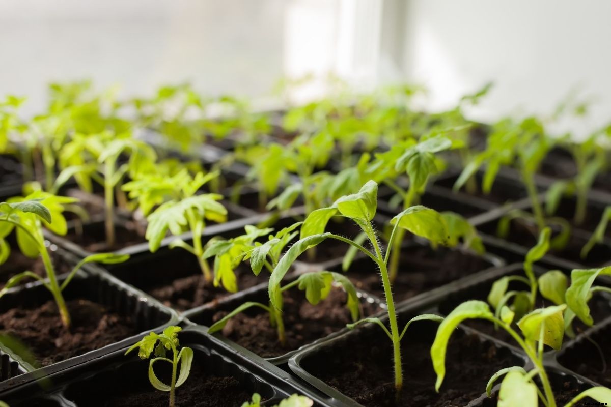 A Beginners Guide to Choosing Pots, Punnets or Trays for Raising Seedlings
