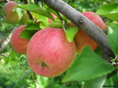 Gala Apple Tree Care – How To Grow A Gala Apple Fruit Tree