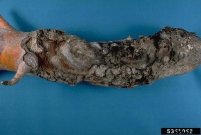 Reasons For Apple Cankers – Managing An Apple Tree With Canker