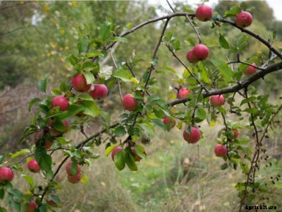 Wild Apple Tree Information: Do Apple Trees Grow In The Wild