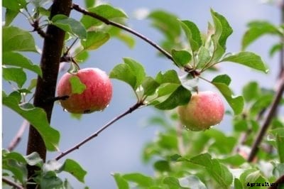 Dayton Apple Trees: Tips For Growing Dayton Apples At Home