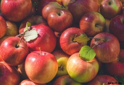 State Fair Apple Facts: What Is A State Fair Apple Tree