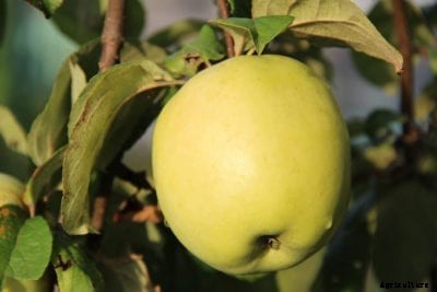 Antonovka Apple Facts – Learn How To Grow Antonovka Apples