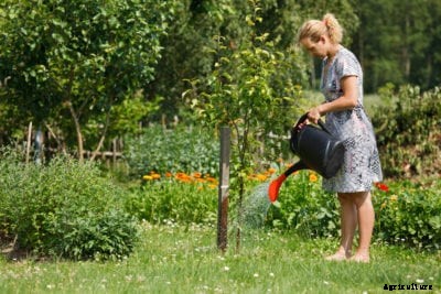 Apple Tree Irrigation – How To Water An Apple Tree In The Landscape