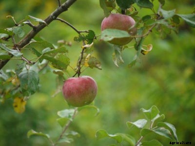 Liberty Apple Growing – Caring For A Liberty Apple Tree
