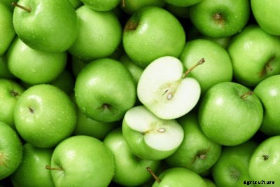 Green Apple Varieties: Growing Apples That Are Green