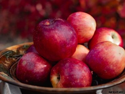 Sweet Sixteen Apple Care: How To Grow A Sweet Sixteen Apple Tree