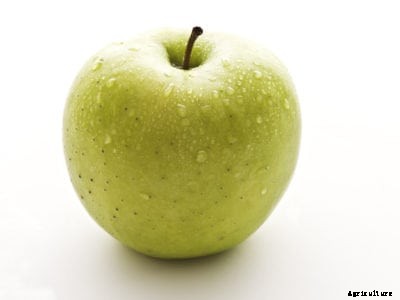 Mutsu Apple Care: Growing A Crispin Apple Tree