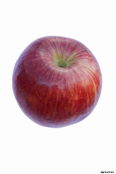 Snapp Stayman Information – Snapp Apple History And Uses