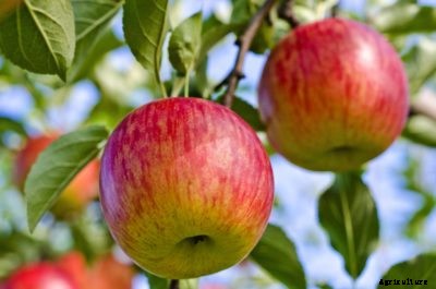 Caring For Fuji Apple Trees – How To Grow Fujis At Home