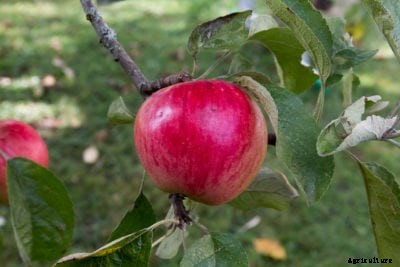 What Are Akane Apples: Learn About Akane Apple Care And Uses