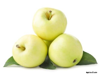 Honeygold Apple Info: Learn How To Grow Honeygold Apple Trees