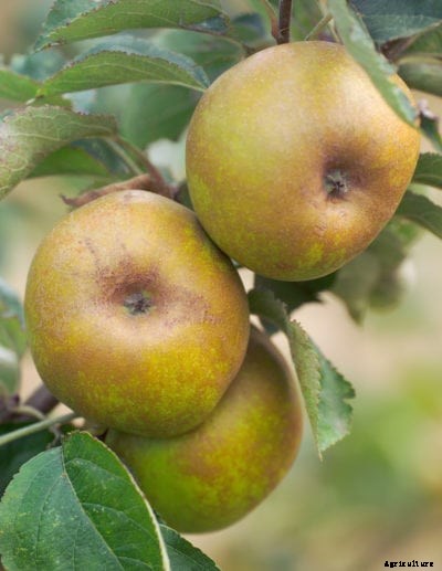 Growing Ashmead’s Kernel Apples: Uses For Ashmead’s Kernel Apples