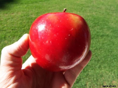 What Is A Red Rome Apple – Tips For Growing Red Rome Apples