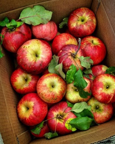 Wolf River Tree Care – Learn About Wolf River Apple Growing Conditions