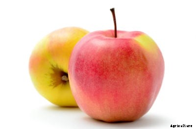 Jonagold Apple Info – How To Grow Jonagold Apples At Home