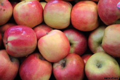 Pink Lady Apple Info – Learn How To Grow A Pink Lady Apple Tree