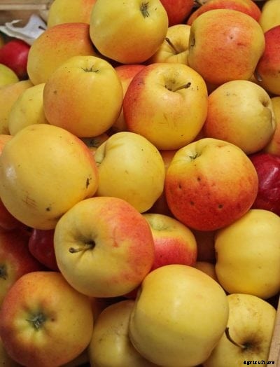 What Is A Sansa Apple: Information On Sansa Apple Tree Growing