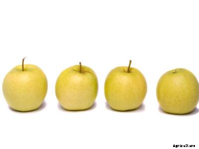 Ginger Gold Apple Trees: Learn How To Grow Ginger Gold Apples