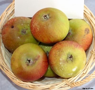 Prima Apple Information: Prima Apple Growing Conditions And Care