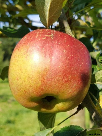 Melrose Apple Tree Care – Learn How To Grow Melrose Apple Trees