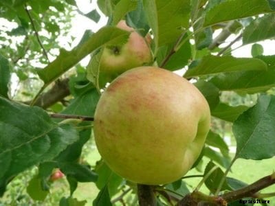 Topaz Apple Care: How To Grow Topaz Apples At Home